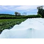 Leading Agriculture Non Woven Fabric Manufacturer in China - Guangdong Yizhou